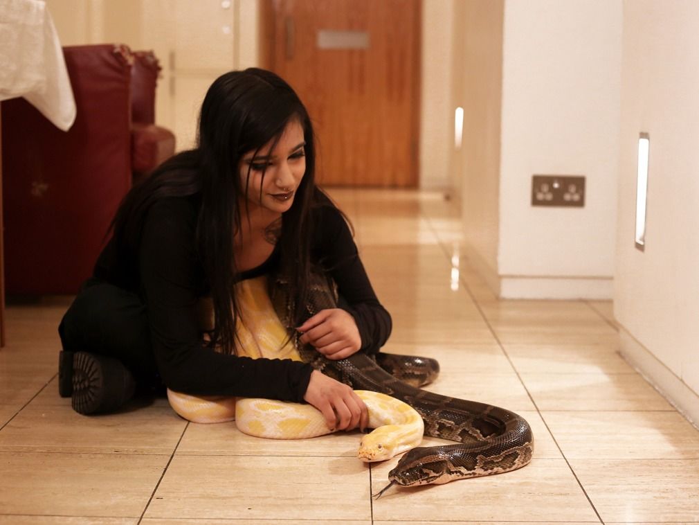 英国一女子收集16条蛇,公寓变蛇窝,与5米巨蟒