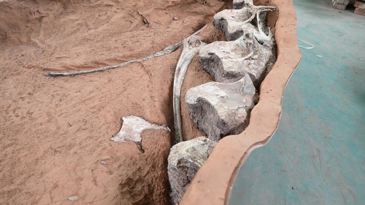 江西首次发现完整保存的大型植食性恐龙化石 江西首次发现完整保存的大型植食性恐龙化石