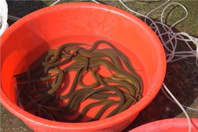 2018农村致富项目,乡镇8个未来十大暴利行业