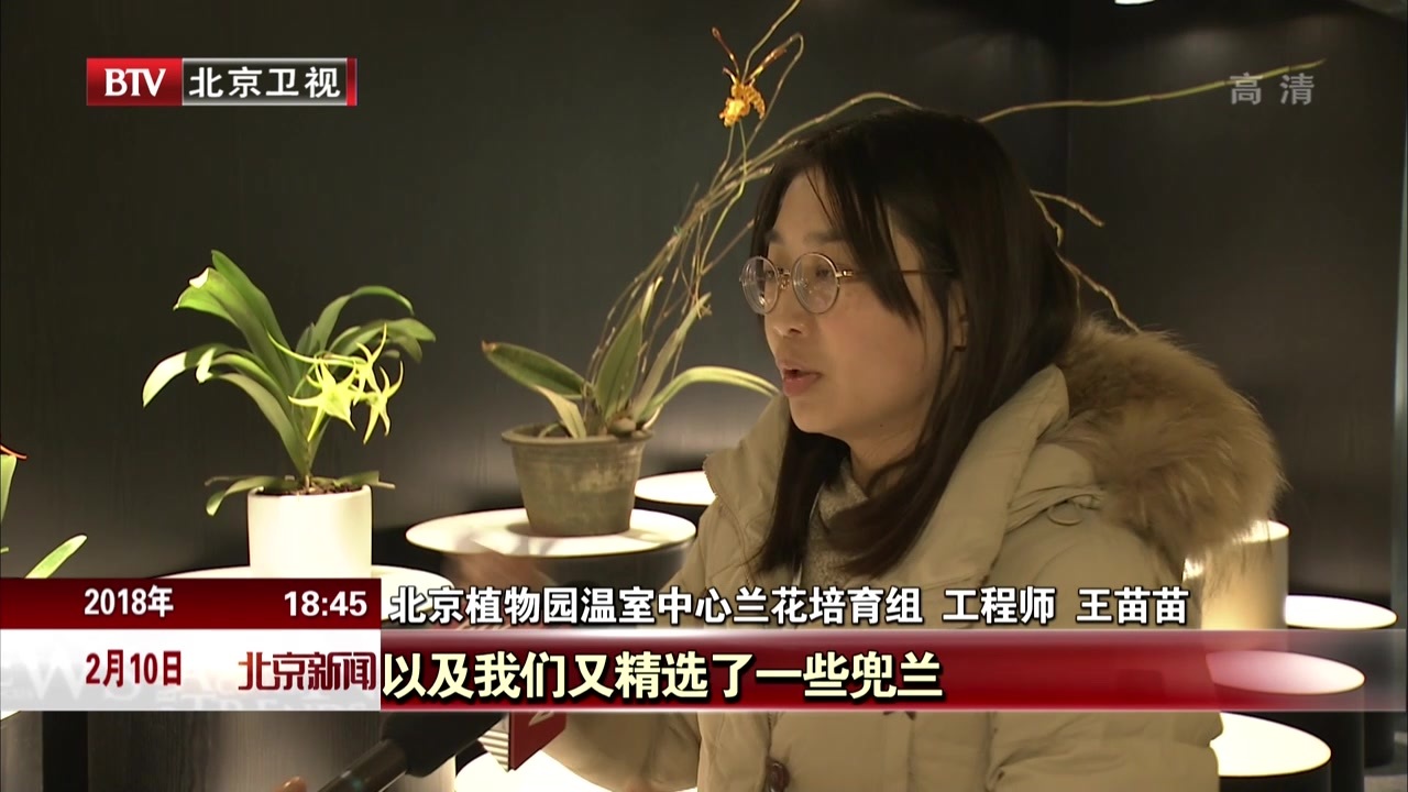 北京植物园迎春兰花展即将开放 500种兰花喜迎新春