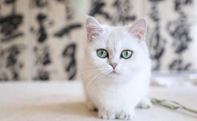 安娜一整天未发文,而华谊兄弟正春风得意,刚接