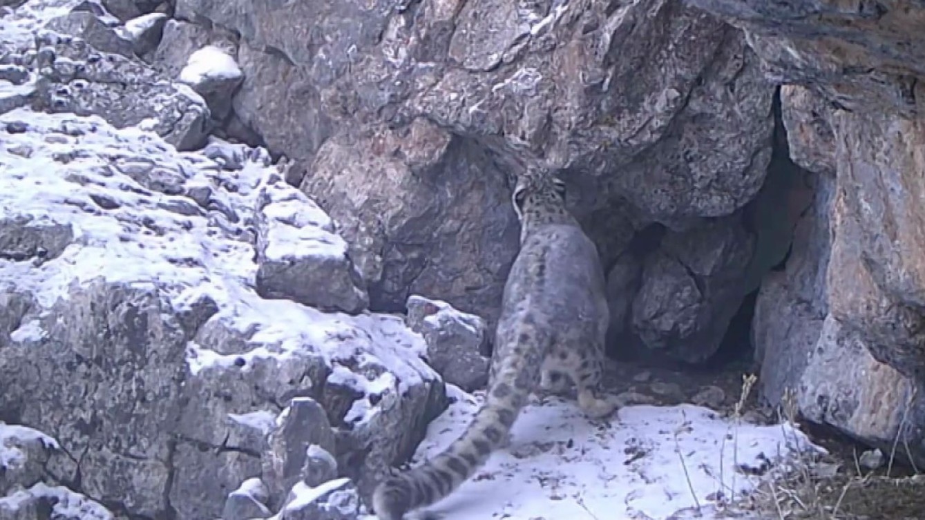 重磅！“雪山之王”首次现身祁连山