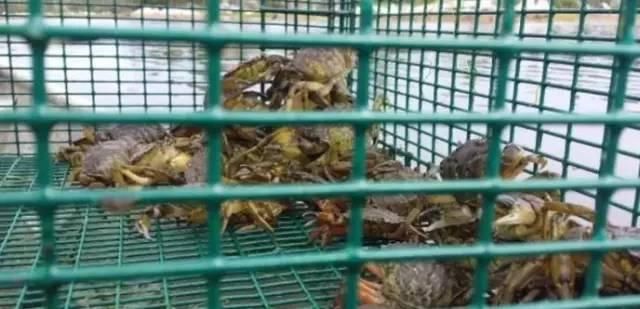 澳洲小龙虾,加拿大螃蟹,美国鲤鱼,中国吃货要救