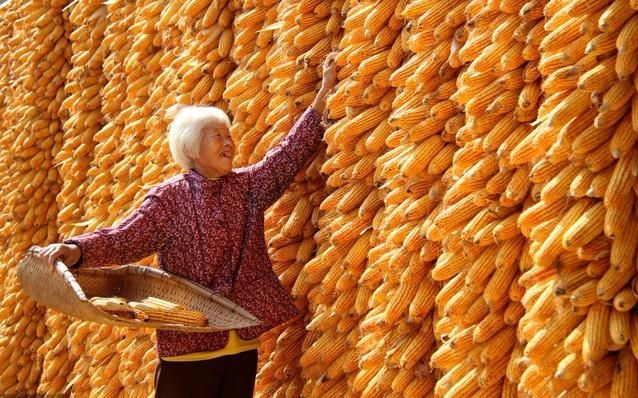 农民注意了,2018年粮食补贴新标准,这三类人无