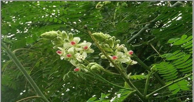 以前随处可见的它,是治疗飞蛇病的良药,现在3