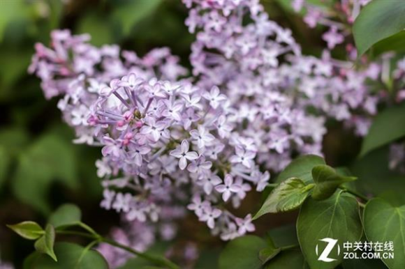 从佳能和索尼来看拍照好看的相机怎么选