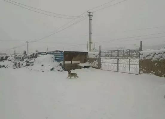 一篇给狗狗的悼文,慎入.