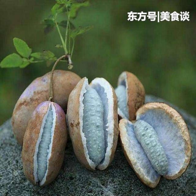 乡下的"肾果,村里的小媳妇腼腆的偷偷着摘,现已越来越少!