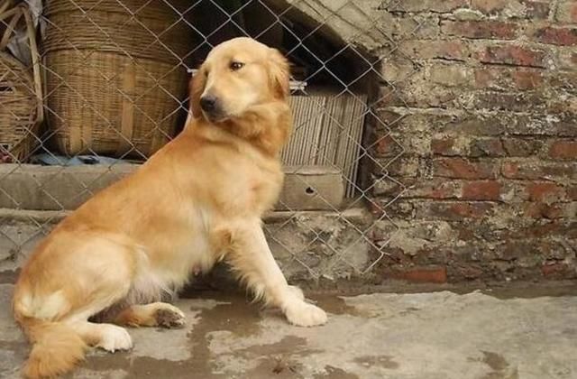 金毛带回农村被土狗糟蹋,生下一窝狗宝宝,送给左邻右舍遭拒!