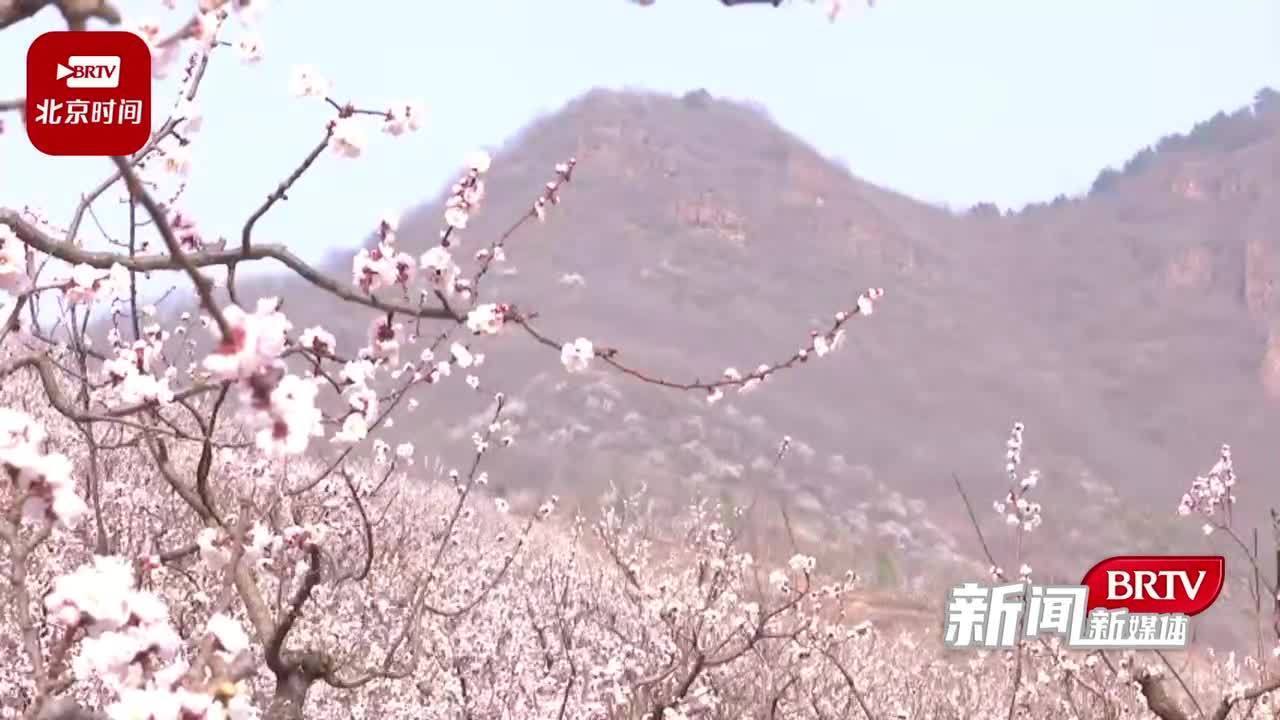 来一场杏花与咖啡的邂逅!平谷万亩杏花海等你来… 来一场杏花与咖啡的邂逅!平谷万亩杏花海等你来…