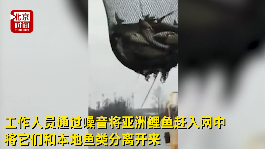 中国吃货坐不住了！美国捕获近5万条鲤鱼竟要活埋！