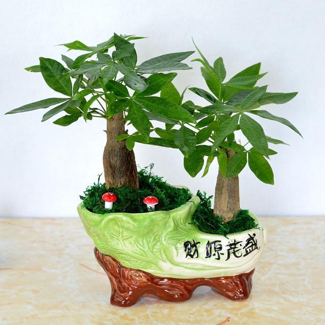 12大生肖盆栽，人生中需要的招财植物，你家是哪款呢?