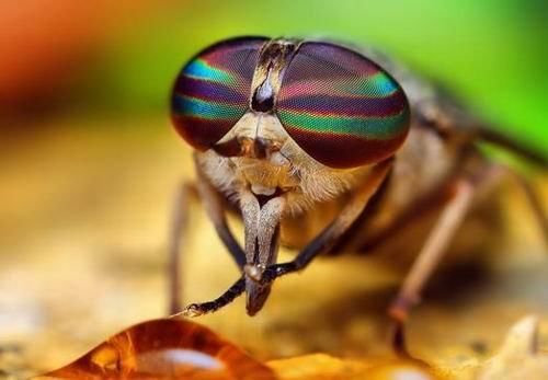 苍蝇不飞时为啥总喜欢搓脚?有两个原因,其中一个让你颠覆认知