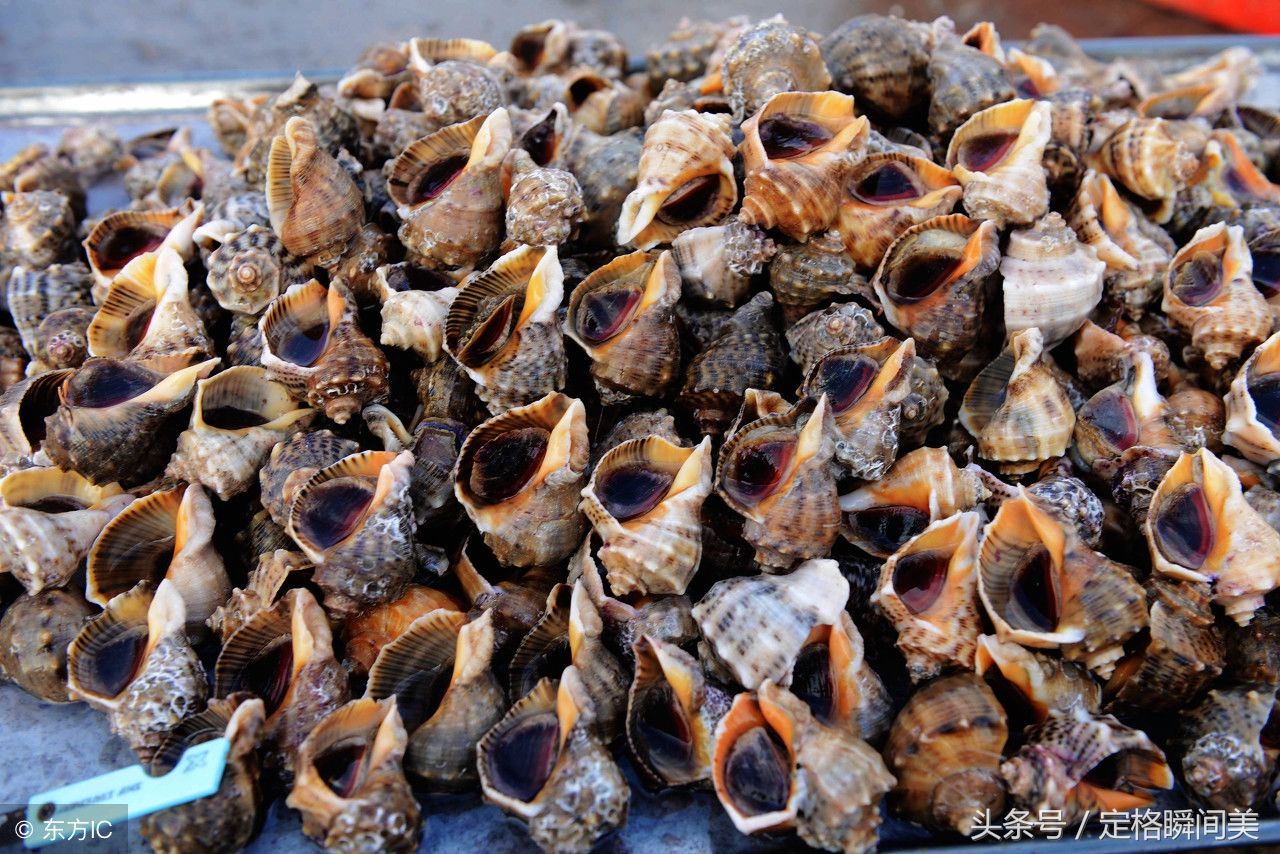 怎么挑选新鲜的海螺「怎么挑选新鲜的海螺肉」