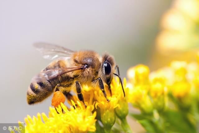 蜜蜂蛰了怎么解决最快 t012b17484c7486d784.jpg?size=640x427