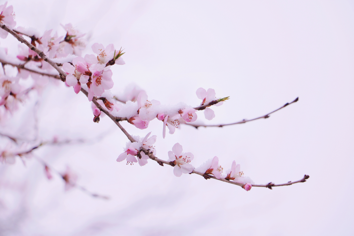 桃花雪境图片