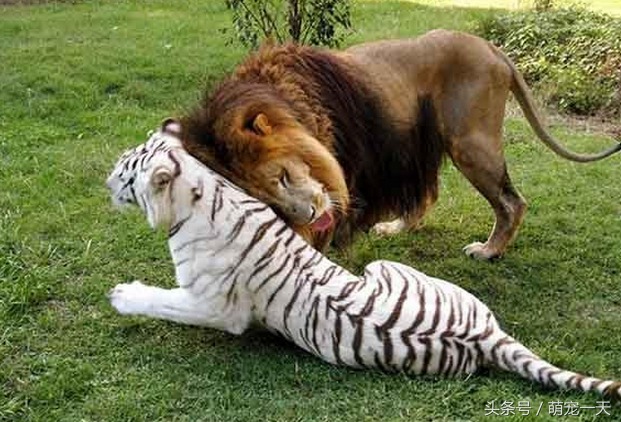 狮王和白虎相爱,它们生下了这头狮虎兽 狮王和白虎相爱,它们生下了这头狮虎兽