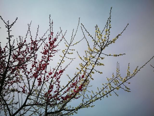 奇苏州一株树上罕见红绿双色梅花同绽放