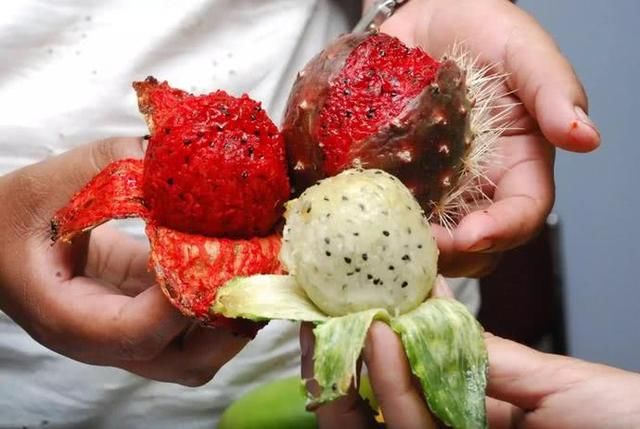 女子吃火龙果吃出条蛇!这些关于火龙果的冷知