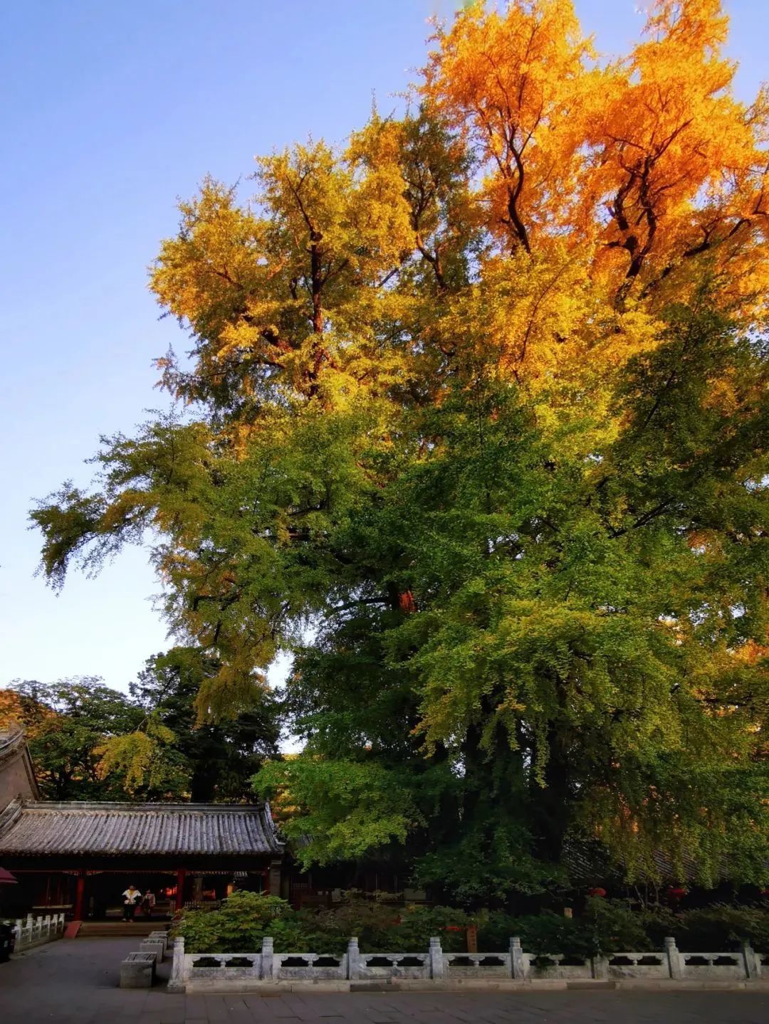 潭柘寺银杏最佳观赏期图片