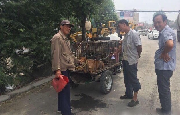 为让狗增重多赚钱 狗贩子给狗灌水灌到狗吐血