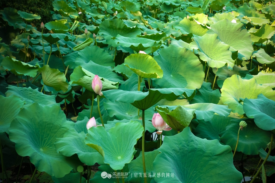 园林中心有近10亩的荷花池,正值满池的荷叶,零星的荷花,漂亮极了.