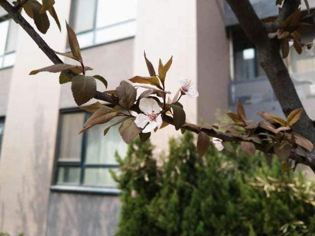 别墨迹了,全网最靠谱的诺基亚8 Sirocco拍照评