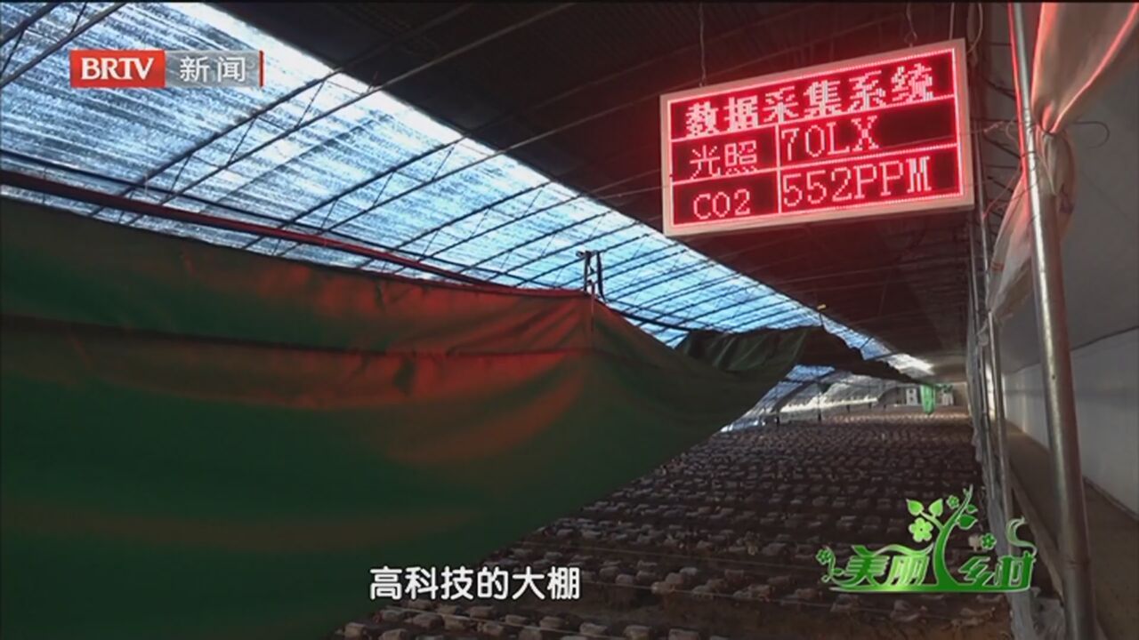 《美丽乡村》20231229二九鲜菇暖一冬