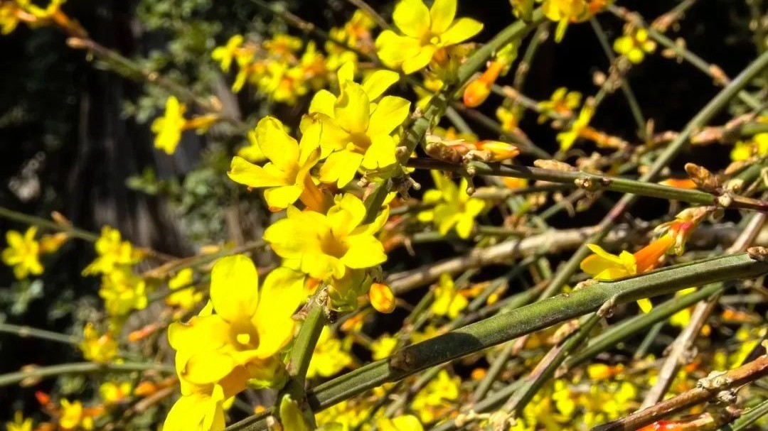 北京春日追花攻略——北海公园