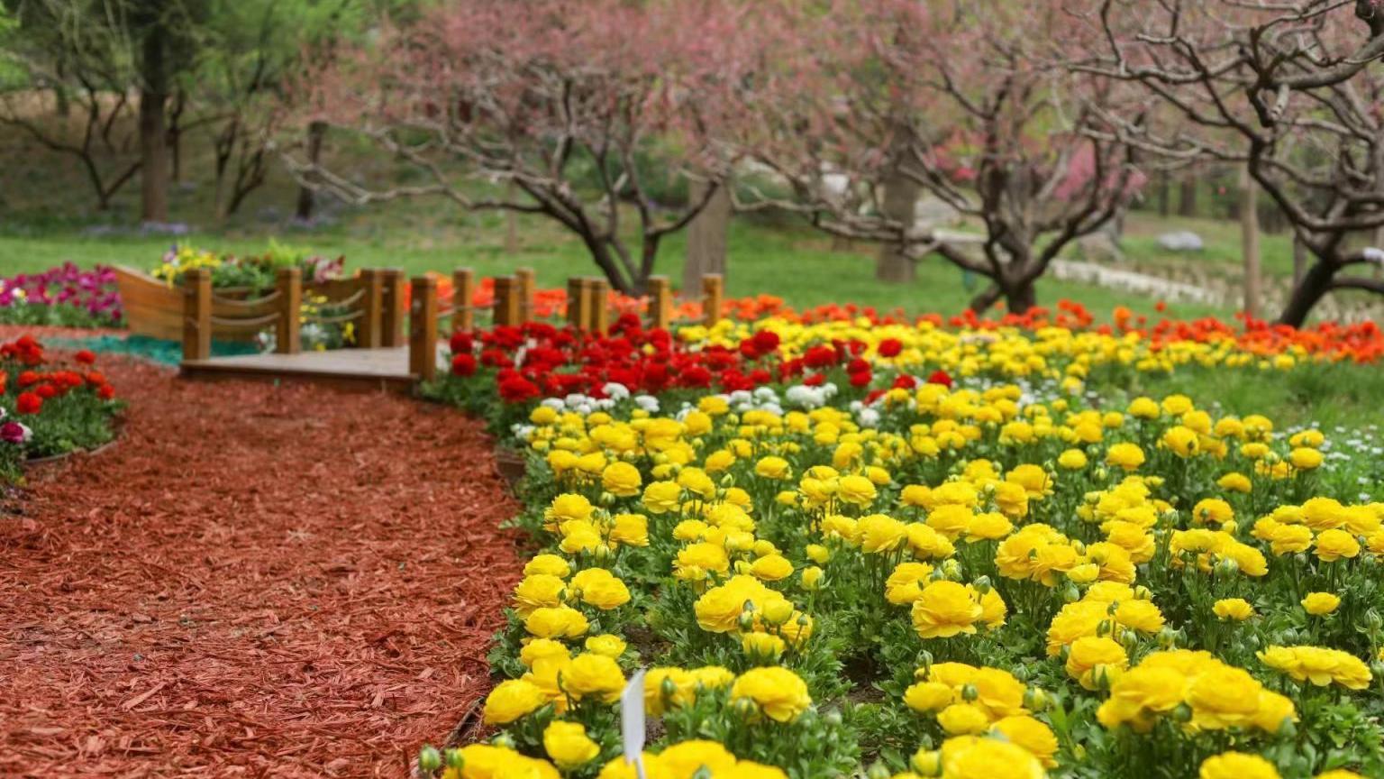 香山6000余株花毛茛绽放,“山花之王”今年更娇艳 香山6000余株花毛茛绽放,“山花之王”今年更娇艳