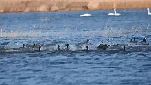 候鸟戏水成美景!一起去达里诺尔湖赴一场春天之约 候鸟戏水成美景!一起去达里诺尔湖赴一场春天之约