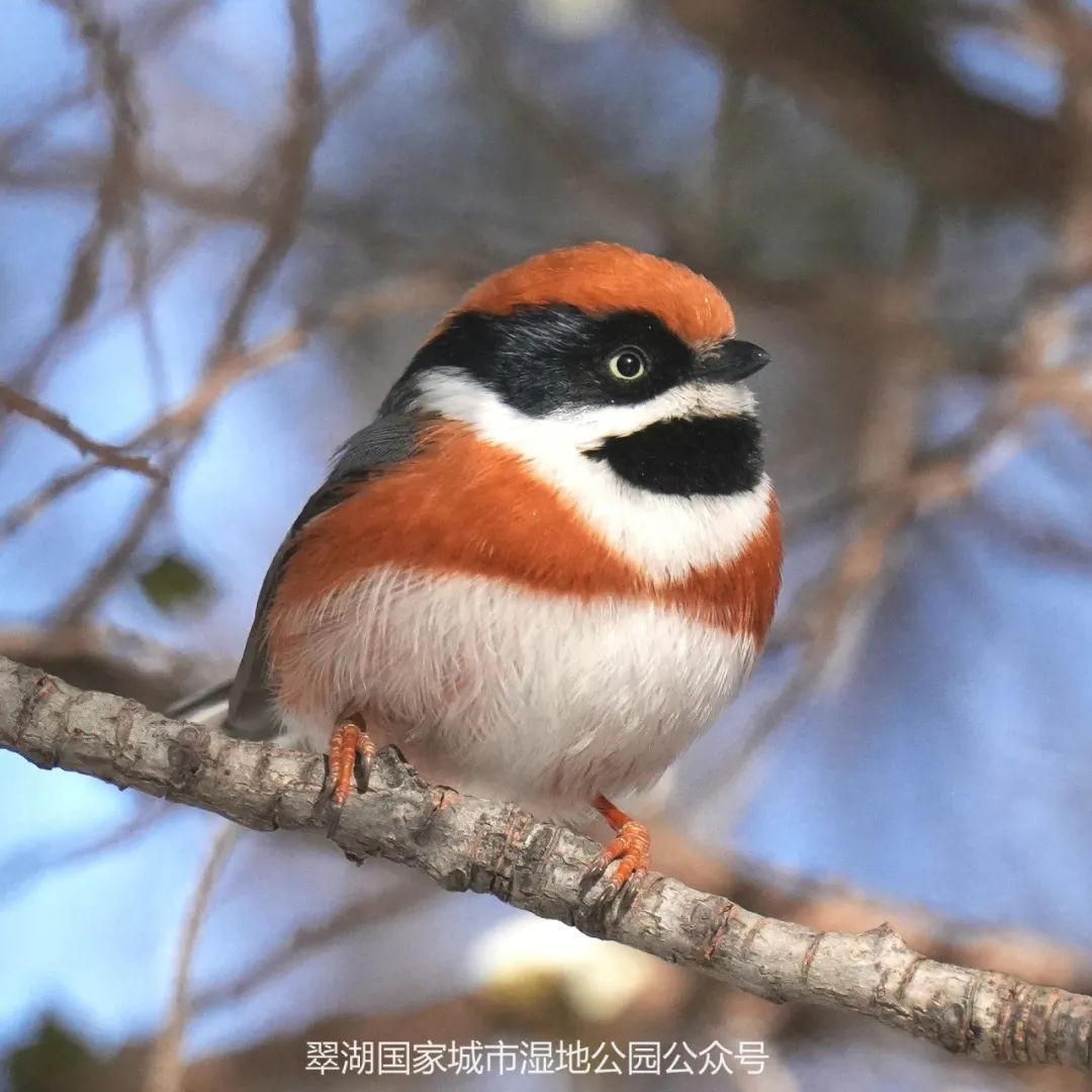 太漂亮了!北京翠湖湿地公园发现新鸟种——红头长尾山雀_北京时间