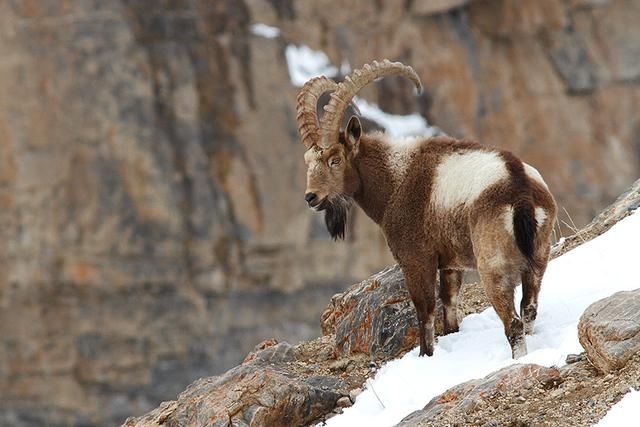西班牙羱羊又叫北山羊,是典型的高山动物动物