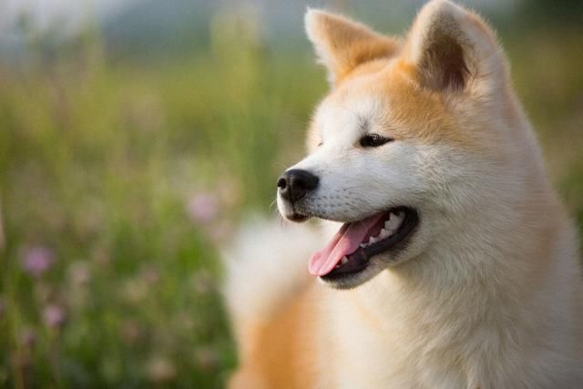 秋田犬和柴犬都是日本非常受歡迎的寵物狗.