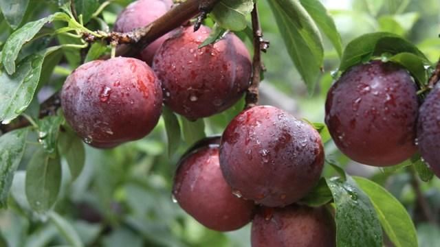 吃青李子对人有什么好处?哪些人食用会产生不