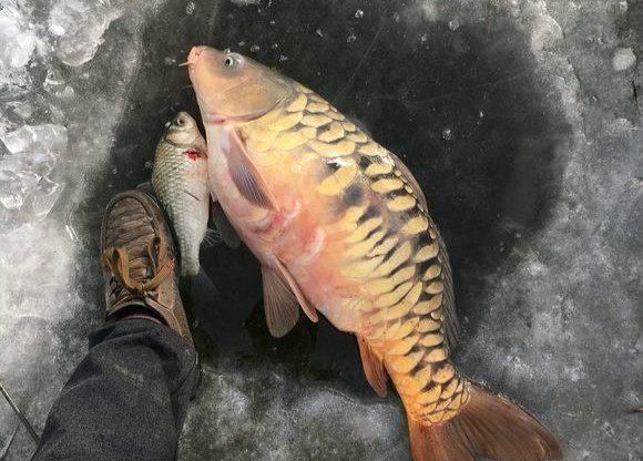冬天里钓获的最大的一条鲤鱼 不知道这样的花甲鲤鱼你们那有吗?