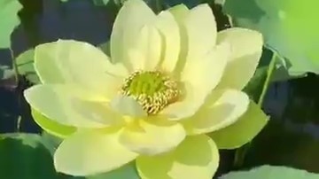 绿色荷花 金陵凝翠有多惊艳! 绿色荷花 金陵凝翠有多惊艳!