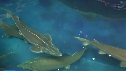 密云这个镇的鲟鱼“远游”东南亚