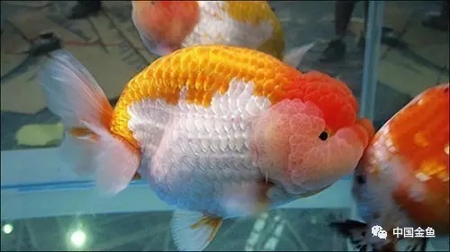 养金鱼最大的乐趣:首先是买金鱼!