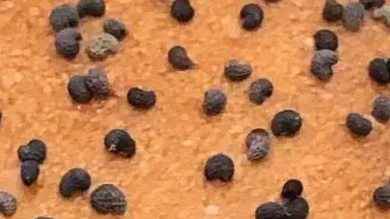 这些很“刑”的植物可千万不能种! 这些很“刑”的植物可千万不能种!