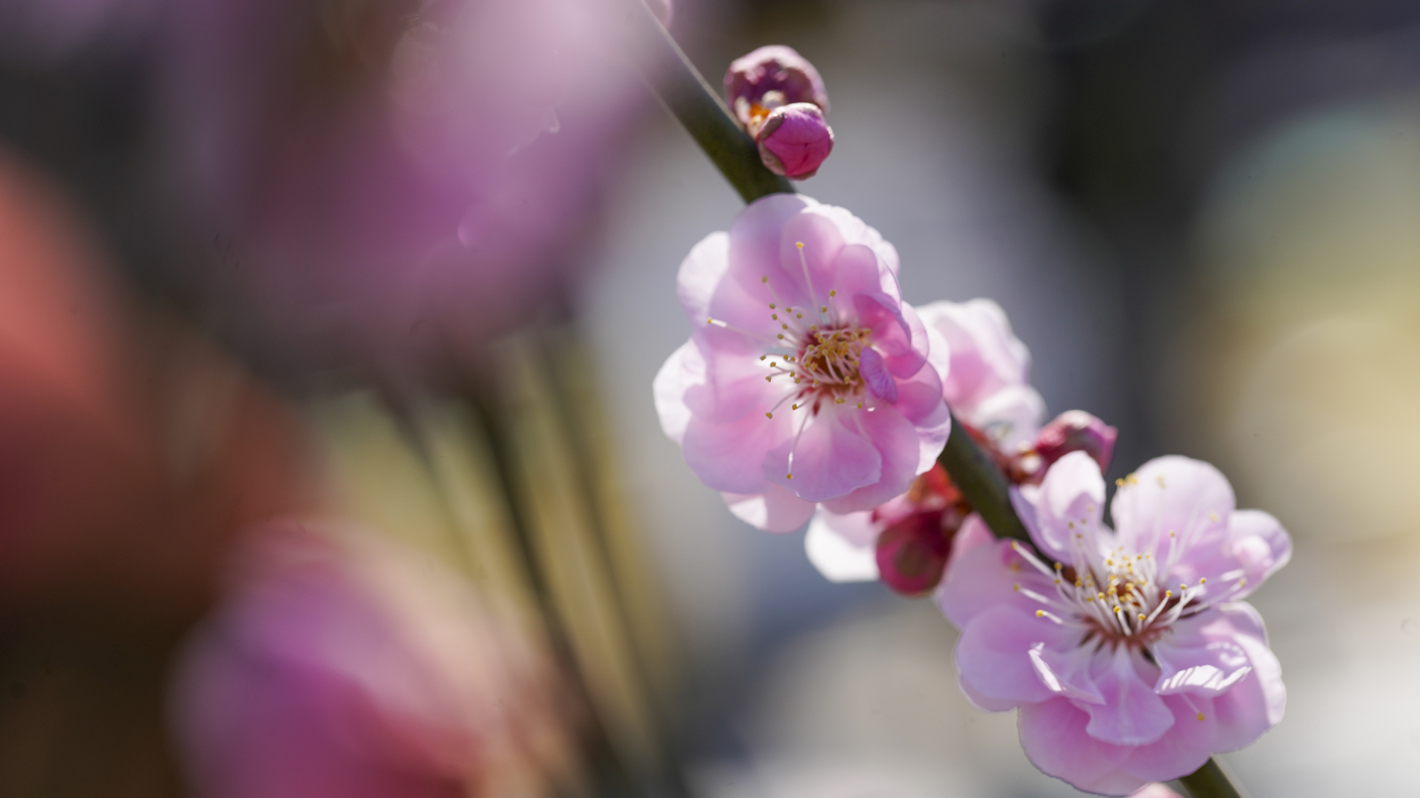 快来赏花花!明城墙遗址公园梅花初绽 快来赏花花!明城墙遗址公园梅花初绽