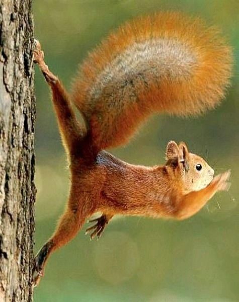 松子采没了,松鼠会饿死吗?松鼠还会上吊自杀?