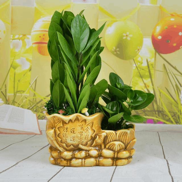 乾言堂:盆栽风水有讲究, 适合自己生肖的盆栽最旺财