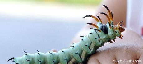 这是在泰国的农场里发现的连体鳄鱼,这两条鳄鱼虽然有两个脑袋,但是