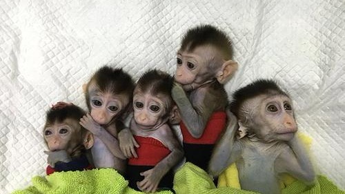 世界首批生物节律紊乱体细胞克隆猴模型在中国诞生 世界首批生物节律紊乱体细胞克隆猴模型在中国诞生