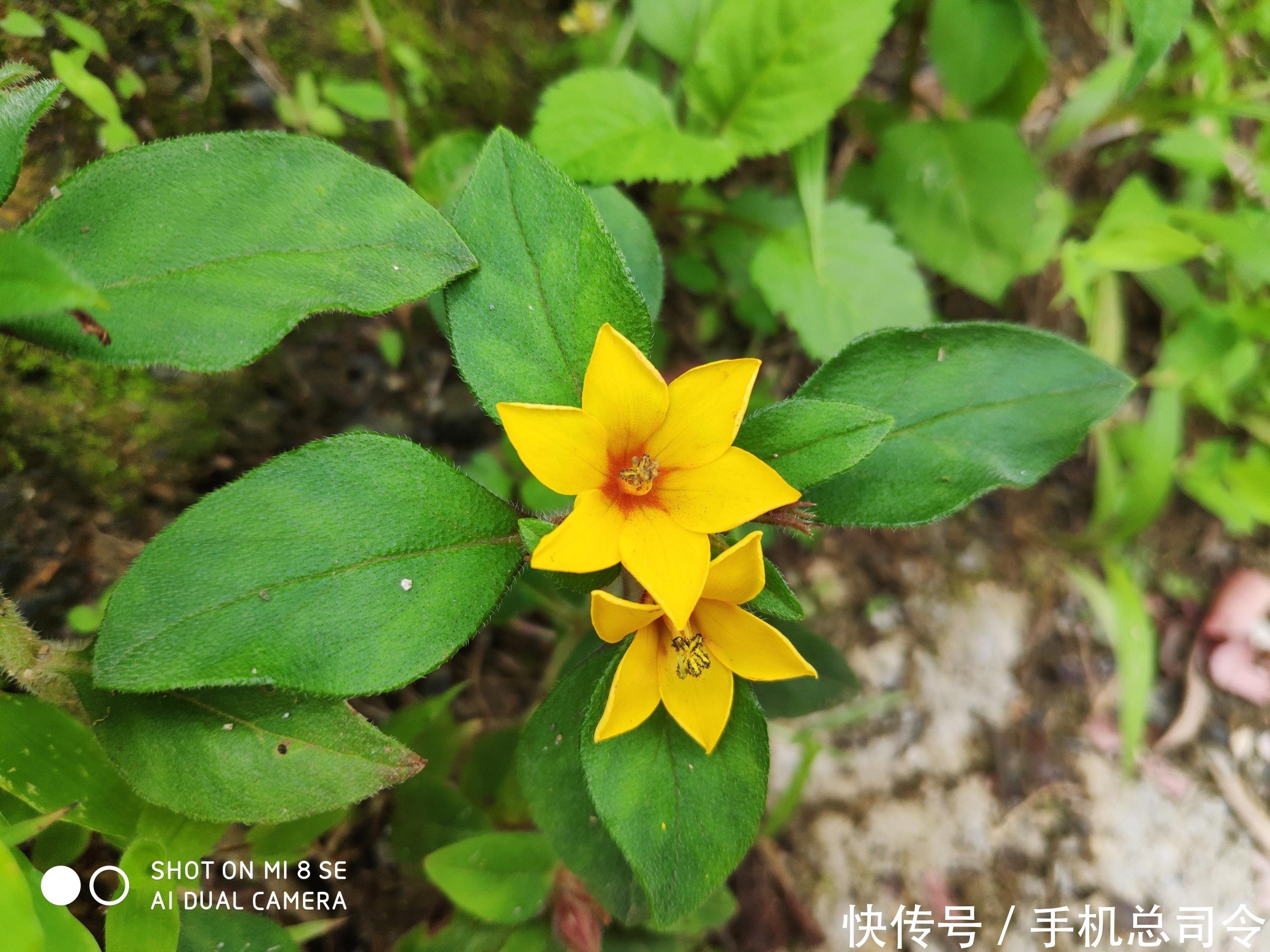 vivoNEX 和 小米8SE,都是骁龙710,凭什么vivo