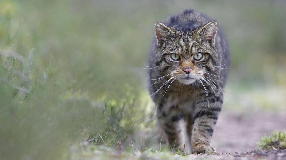 苏格兰野猫因杂交而灭绝