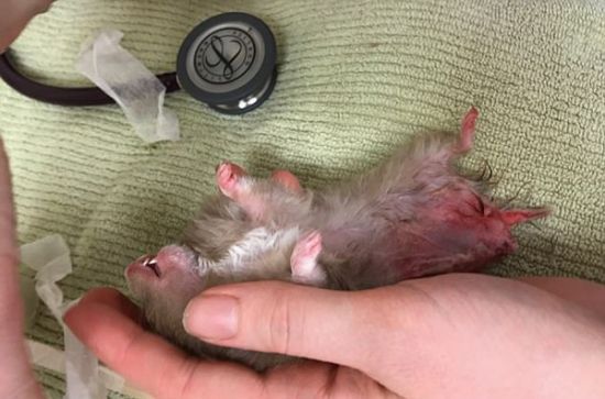 英家庭花近5000元为宠物鼠做截肢手术