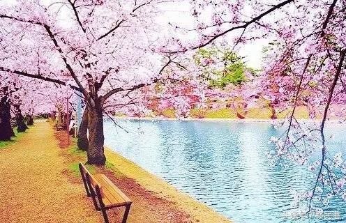 YMG资讯-日本2018年樱花开放时间预测,你准备