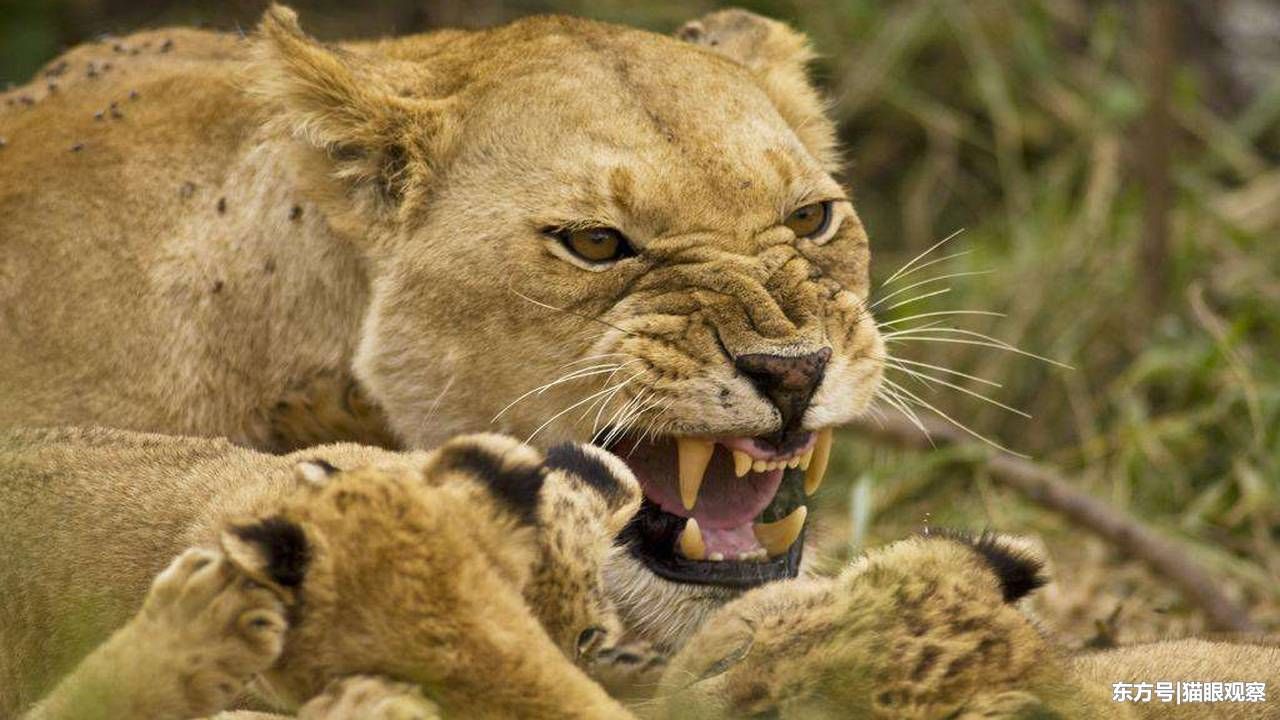 虎啸非洲:为什么老虎到了非洲狮子的地盘还能